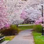 Bloomfest at Essex County's Branch Brook Park