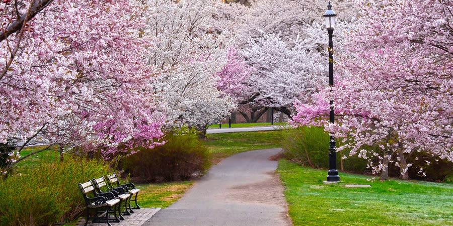 Bloomfest at Essex County's Branch Brook Park